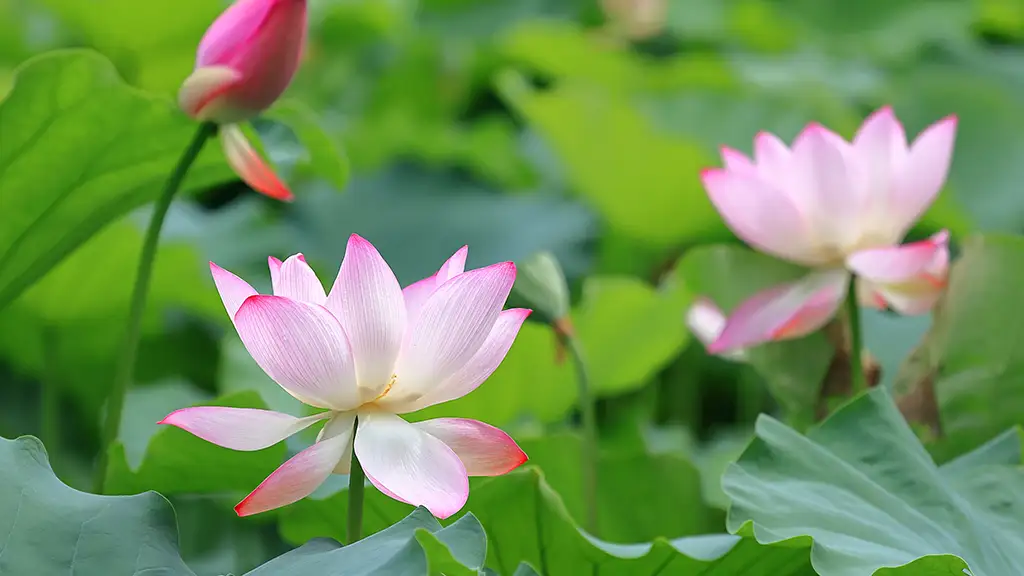莲花与莲花植株-无盘系统网