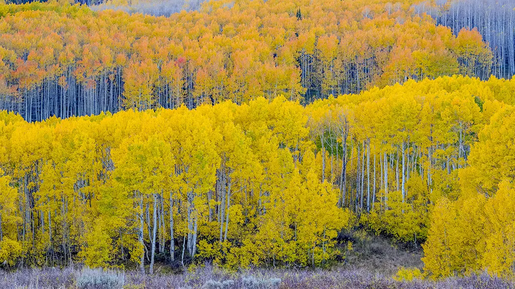 瓜兹曼山口附近的秋日山杨林，犹他州，美国-无盘系统网